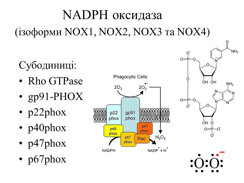 NADPH оксидаза (ізоформи NOX1, NOX2, NOX3 та NOX4)  Субодиниці: Rho GTPase gp91-PHOX 
